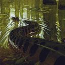 Anaconda