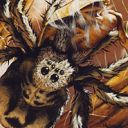 Giant Spider