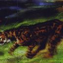 King Cheetah