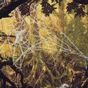 Web