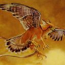 Suntail Hawk