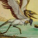 Coastal Hornclaw