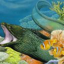 Coral Eel
