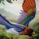 Birds of Paradise