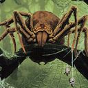 Canopy Spider
