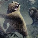 Grizzly Bears