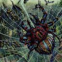 Spitting Spider