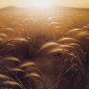 Plains