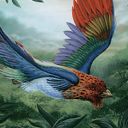 Birds of Paradise