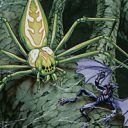 Canopy Spider