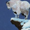 Mountain Goat