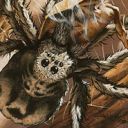Giant Spider