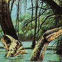 River Boa