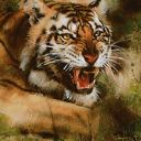 Stalking Tiger