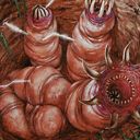 Mole Worms