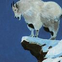 Mountain Goat