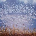 Circle of Protection: White