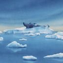 Ice Floe