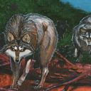 Timber Wolves