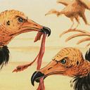 Osai Vultures