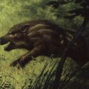 Brindle Shoat