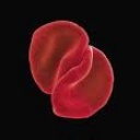 PETER GABRIEL - SCRATCH MY BACK