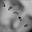 PETER GABRIEL - UP - remaster