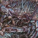 Chromeshell Crab