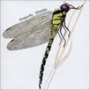 STRAWBS - DRAGONFLY - remaster