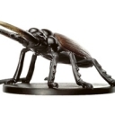 Celestial Giant Stag Beetle 2/60 U