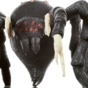 Huge Fiendish Spider 46/60 U