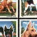 Expozitia mondiala canina BRNO