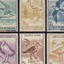 Uzuale. Pasari acvatice