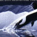 Fauna din regiunile nordice